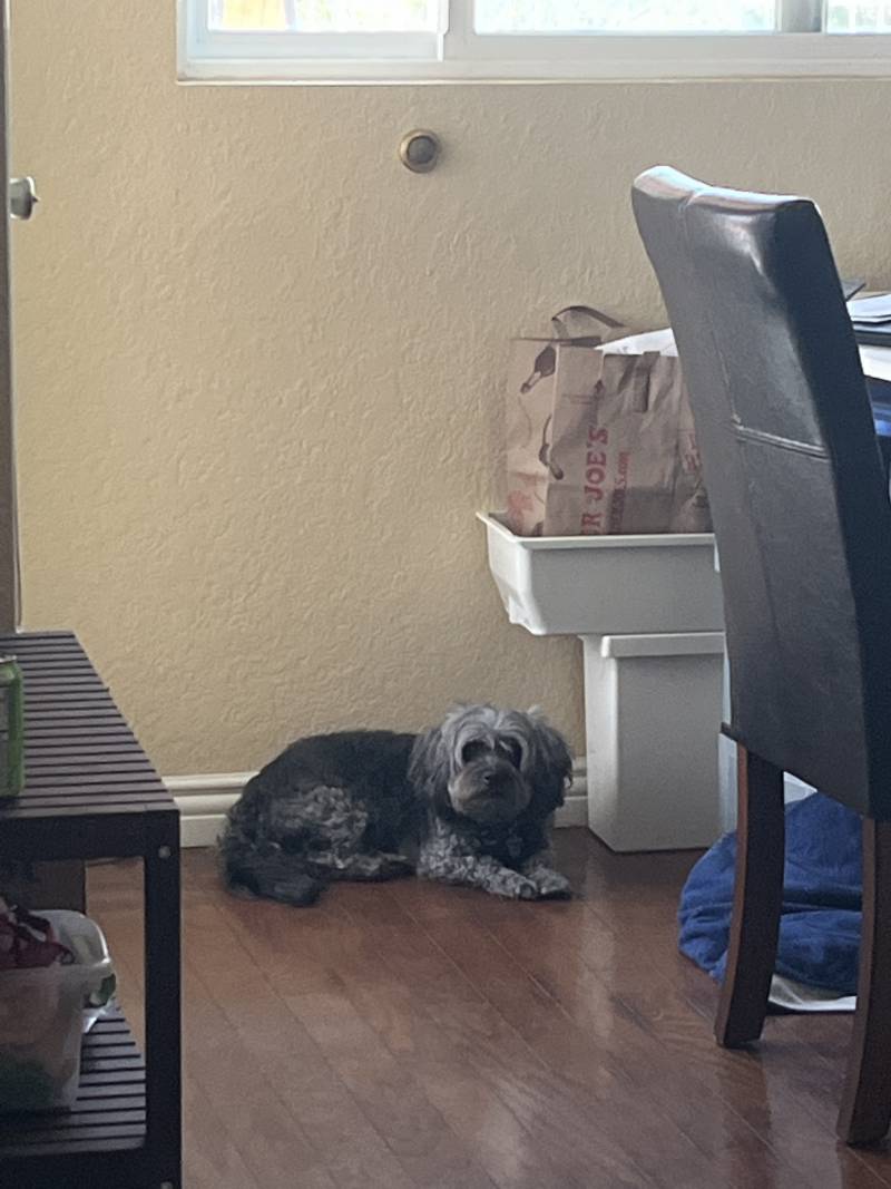 그냥 문득 창가에서 팔다리 쭉 뻗고있는 우리집 개가 누데이크 양빵같다는 생각이 들었어 | 인스티즈