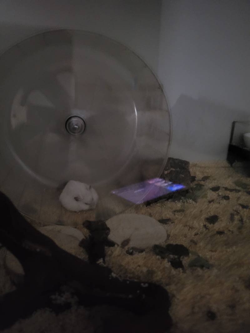 얘들아 햄스터 사진 봐줘 | 인스티즈