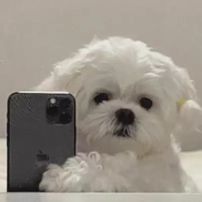 이 핸드폰 들고있는 갱얼쥐 누구야? 인스타하나?ㅠㅠ | 인스티즈