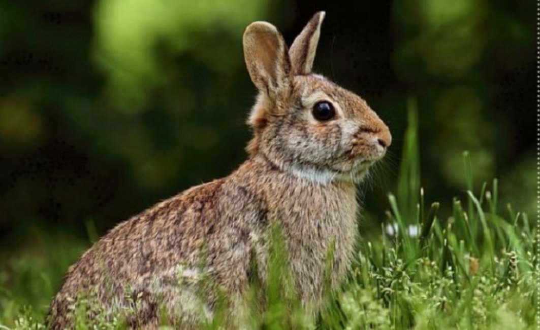 [잡담] 토끼 내꺼 | 인스티즈