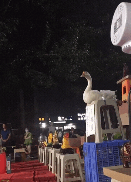 살아있는 거위 과녁 삼아.. 중국 축제 동물학대 논란 | 인스티즈