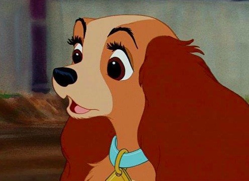 [잡담] 다니엘 이 강아지 닮았다 | 인스티즈