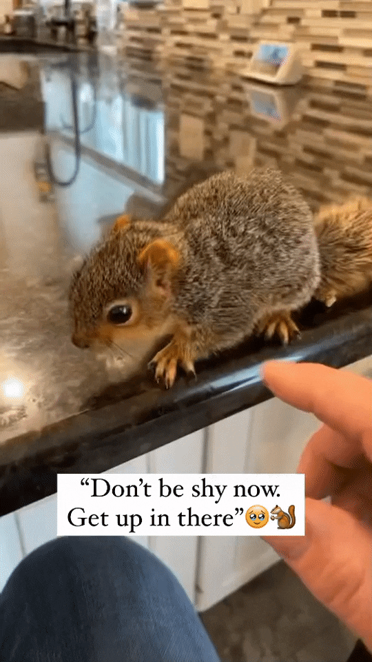 치명적으로 귀여운 다람쥐의 행동 ㄷㄷ | 인스티즈