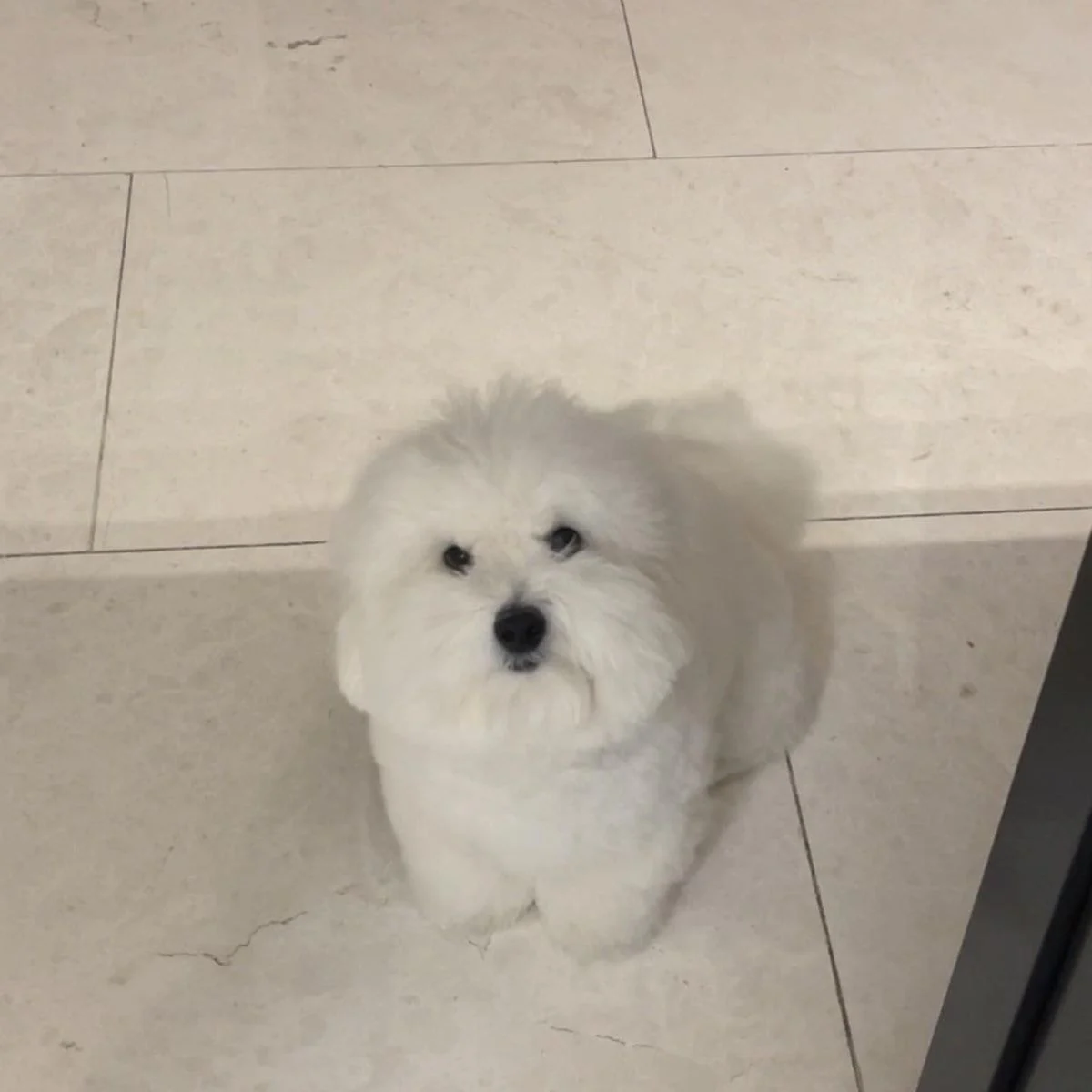 [잡담] 어제 환연 그 강아지 | 인스티즈