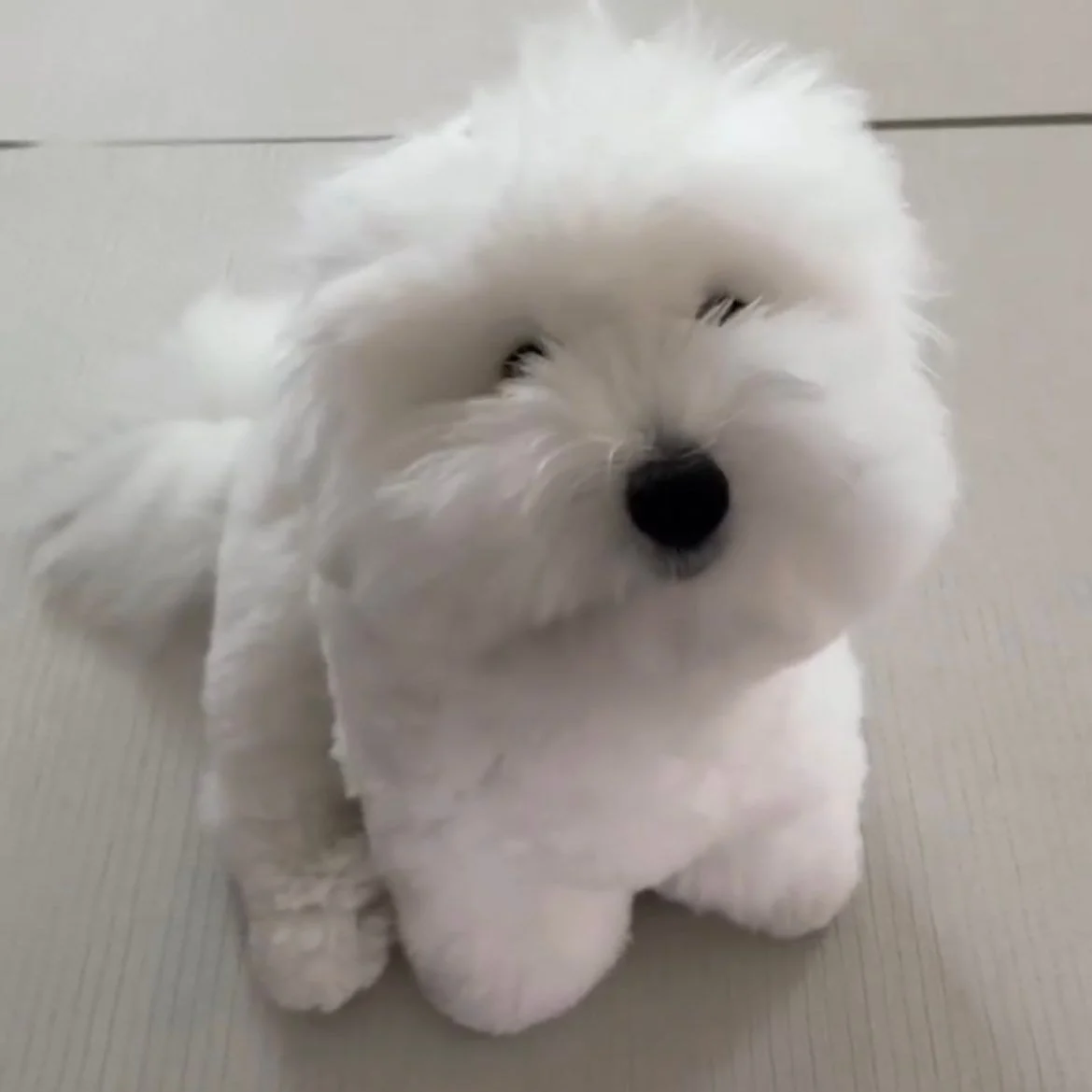 [잡담] 어제 환연 그 강아지 | 인스티즈