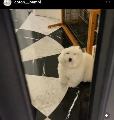 [잡담] 어제 환연 그 강아지 | 인스티즈