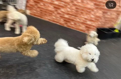 [잡담] 어제 환연 그 강아지 | 인스티즈