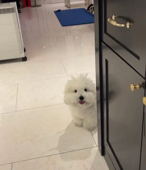 [잡담] 어제 환연 그 강아지 | 인스티즈