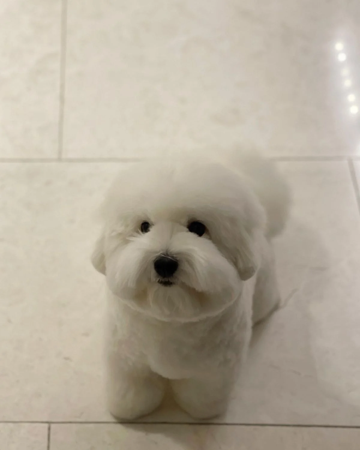 [잡담] 어제 환연 그 강아지 | 인스티즈