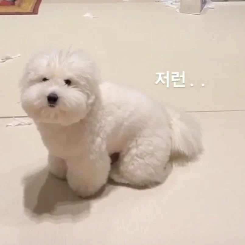 [잡담] 어제 환연 그 강아지 | 인스티즈