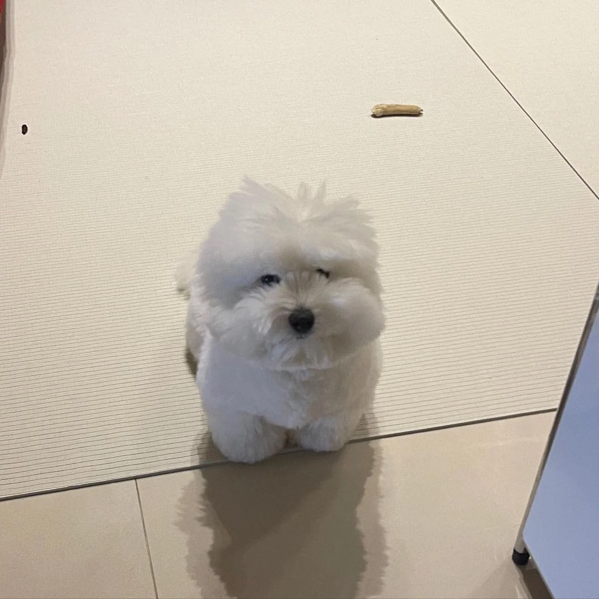 [잡담] 어제 환연 그 강아지 | 인스티즈