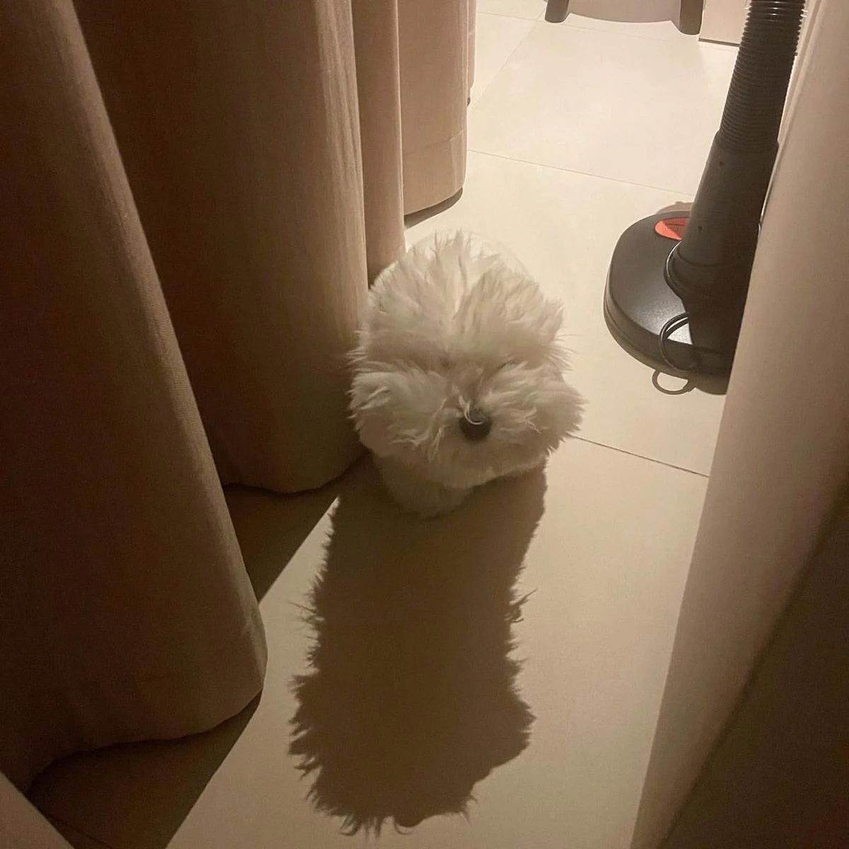 [잡담] 어제 환연 그 강아지 | 인스티즈