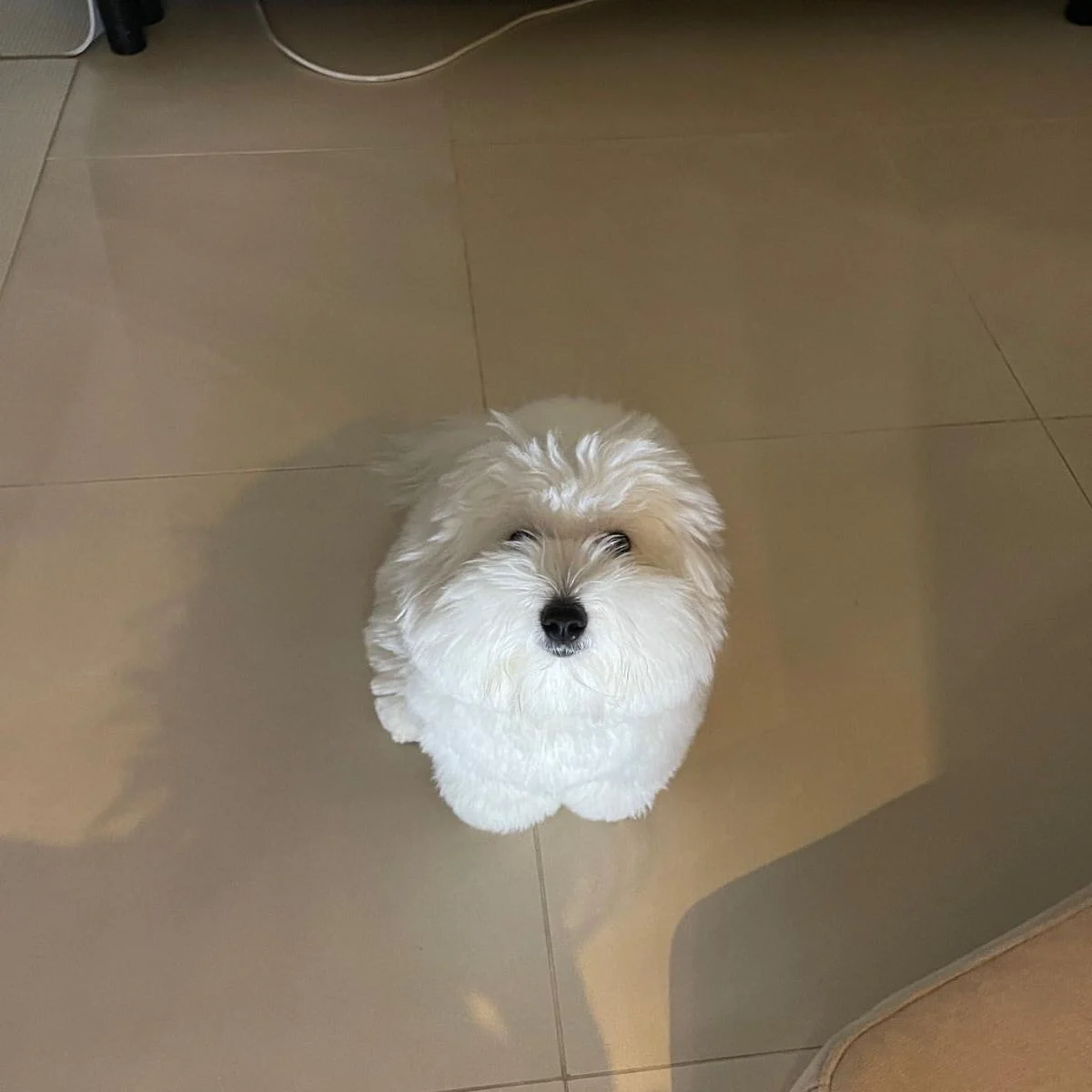 [잡담] 어제 환연 그 강아지 | 인스티즈