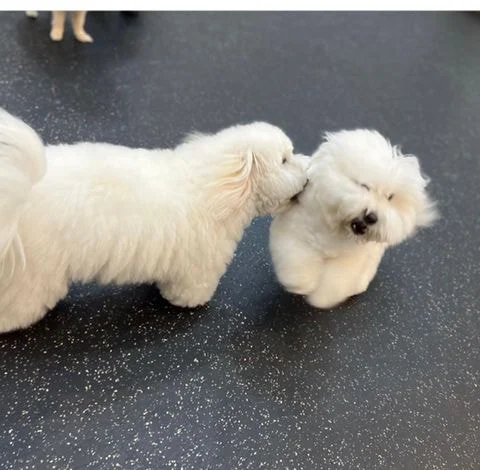 [잡담] 어제 환연 그 강아지 | 인스티즈