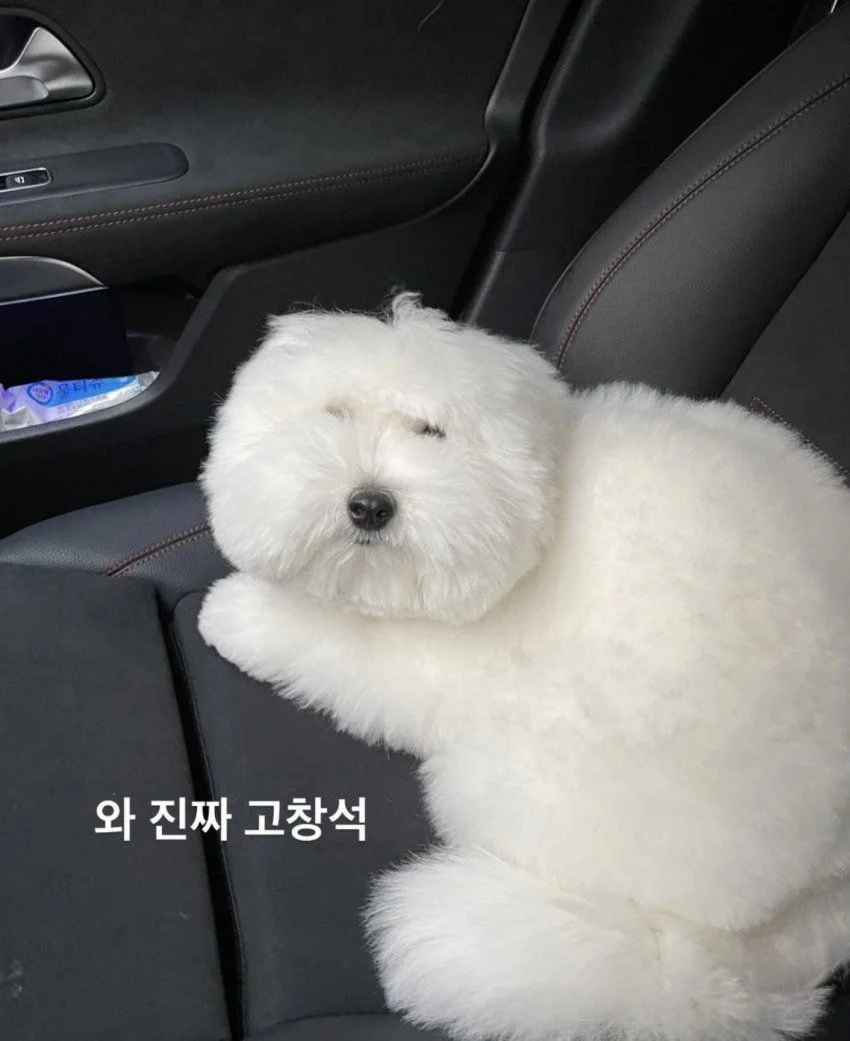 [잡담] 어제 환연 그 강아지 | 인스티즈