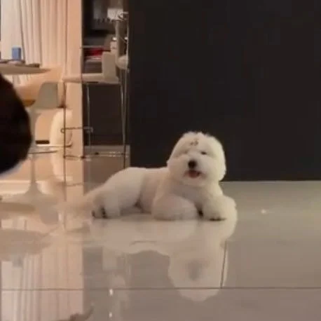 [잡담] 어제 환연 그 강아지 | 인스티즈