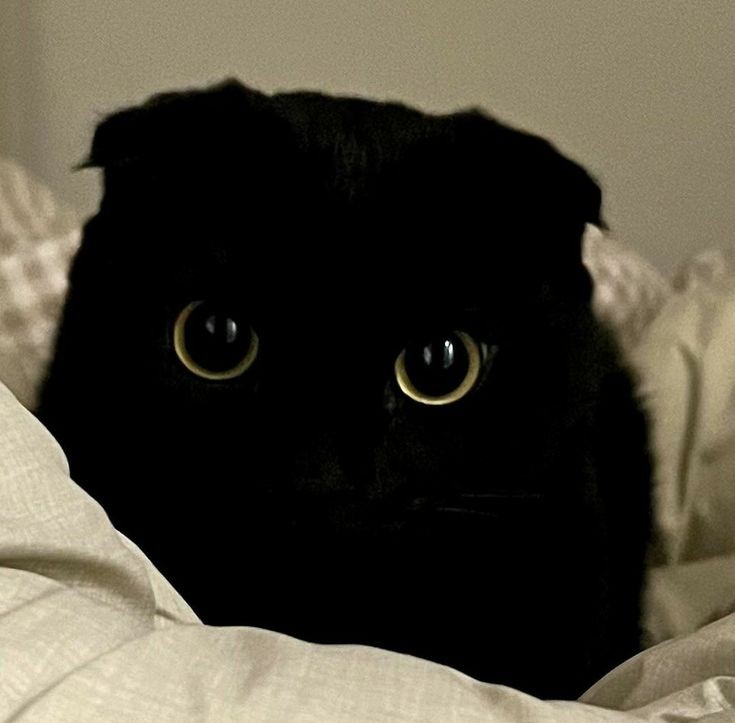 [잡담] 같은 깜고여도 완존 다름 | 인스티즈