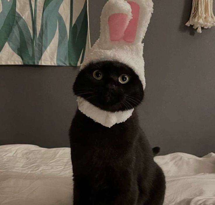 [잡담] 같은 깜고여도 완존 다름 | 인스티즈