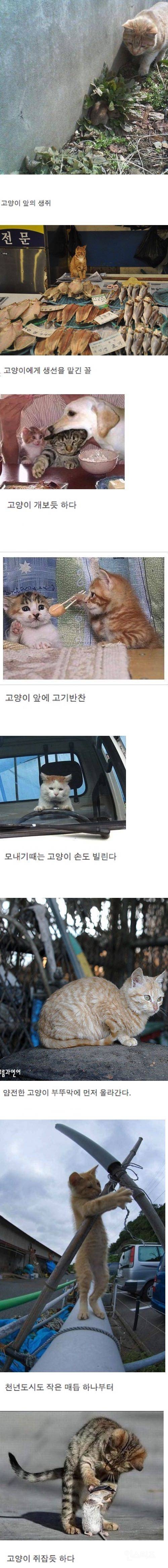 고양이 속담 | 인스티즈