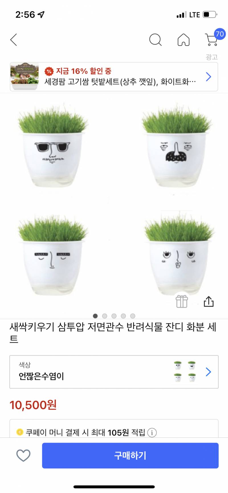 강아지가 잔디 뜯어먹는걸 좋아하는데 내가 키울 순 없을까 | 인스티즈