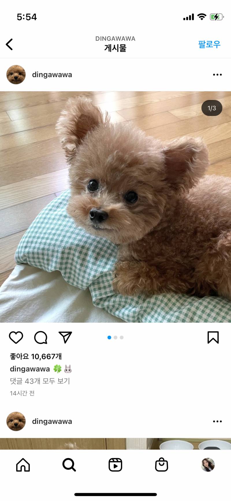 instiz