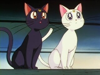 [잡담] 해린 진짜 세일러문에 나오는 고양이 같이 생걌어 | 인스티즈