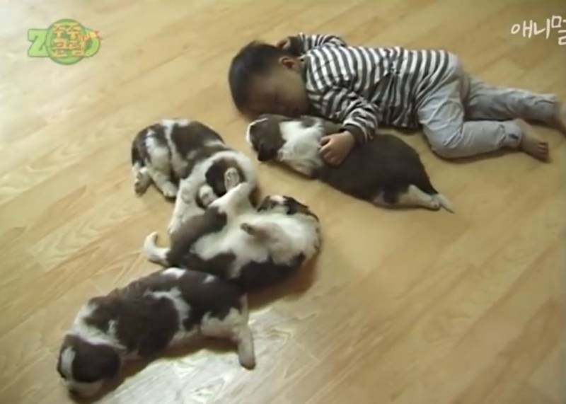 강아지와 응도 | 인스티즈