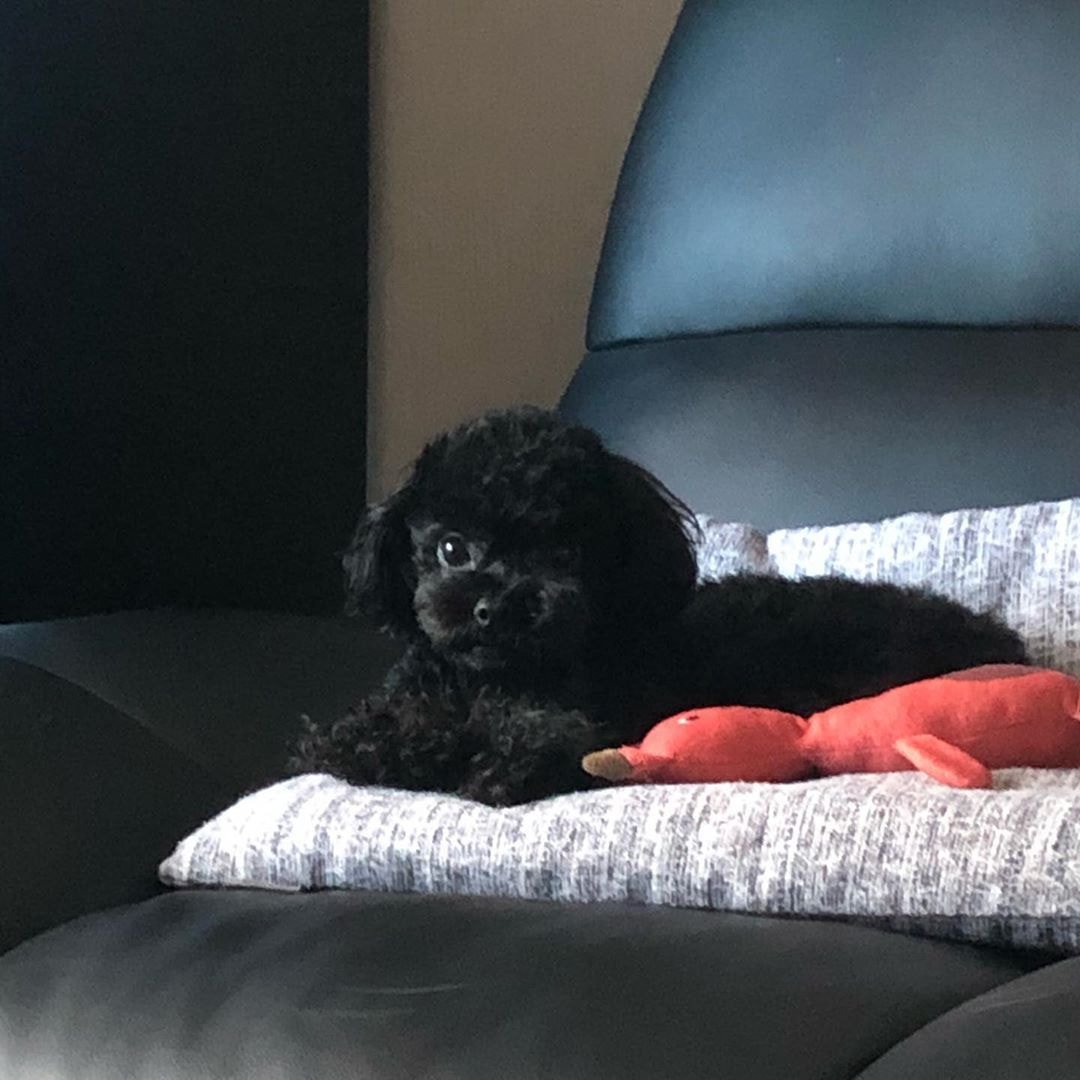 [잡담] 트와 채영 강아지 진짜 채영이랑 똑같이 생김ㅋㅋㅋㅋㅋㅋㅋ | 인스티즈