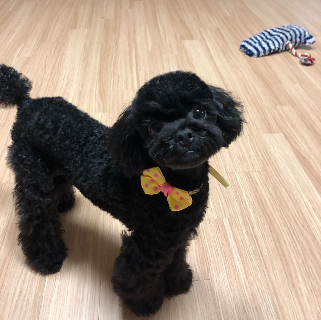 [잡담] 트와 채영 강아지 진짜 채영이랑 똑같이 생김ㅋㅋㅋㅋㅋㅋㅋ | 인스티즈