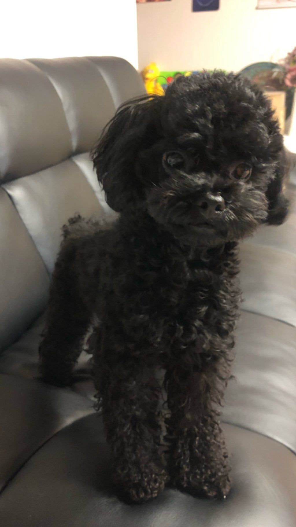 [잡담] 트와 채영 강아지 진짜 채영이랑 똑같이 생김ㅋㅋㅋㅋㅋㅋㅋ | 인스티즈