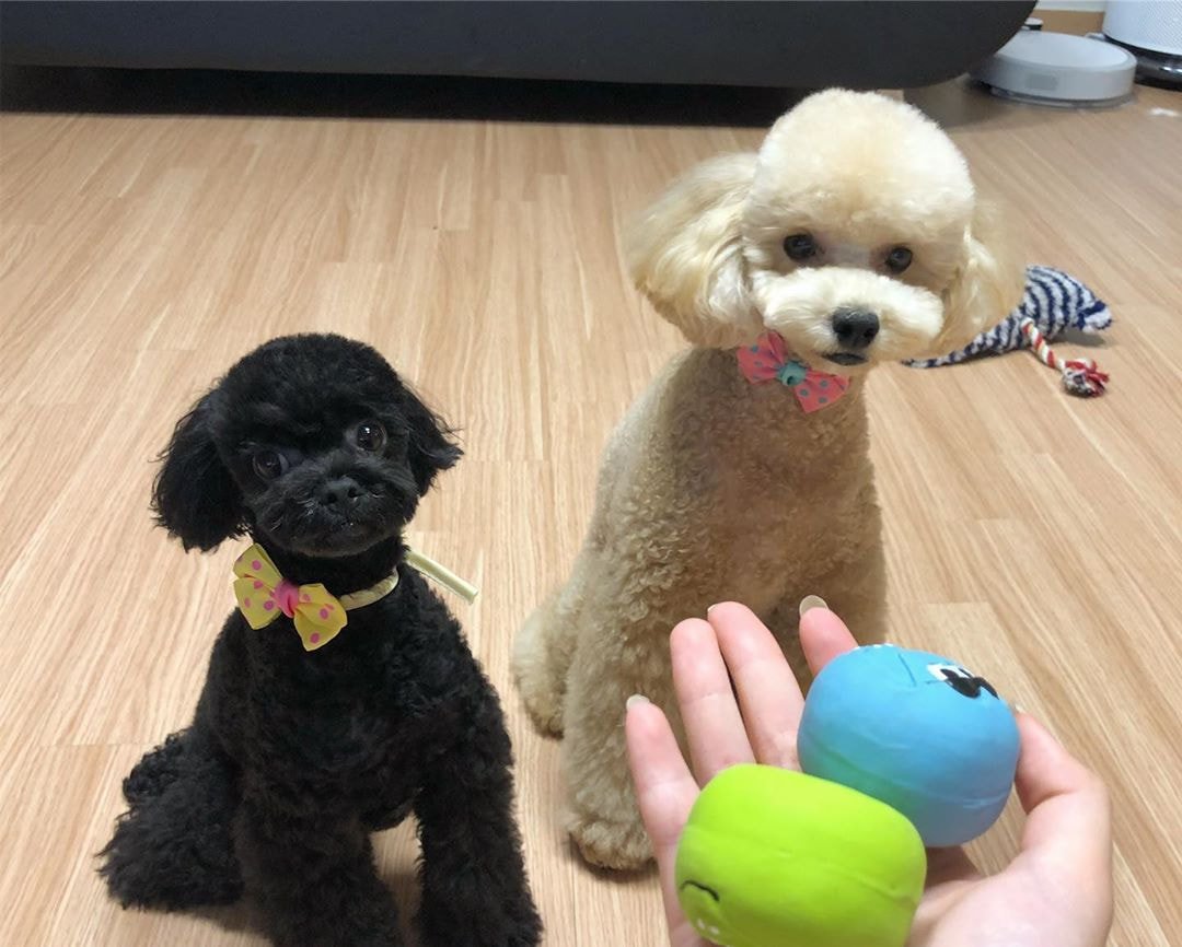 [잡담] 트와 채영 강아지 진짜 채영이랑 똑같이 생김ㅋㅋㅋㅋㅋㅋㅋ | 인스티즈