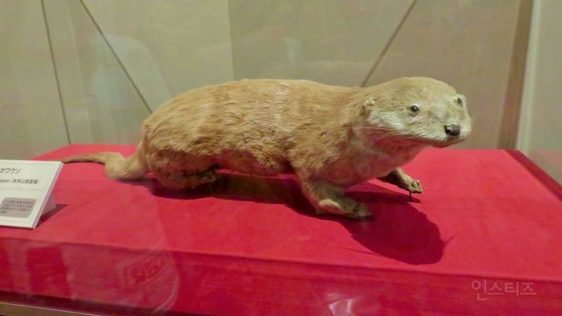 일본 수달의 멸종되기전 모습 | 인스티즈