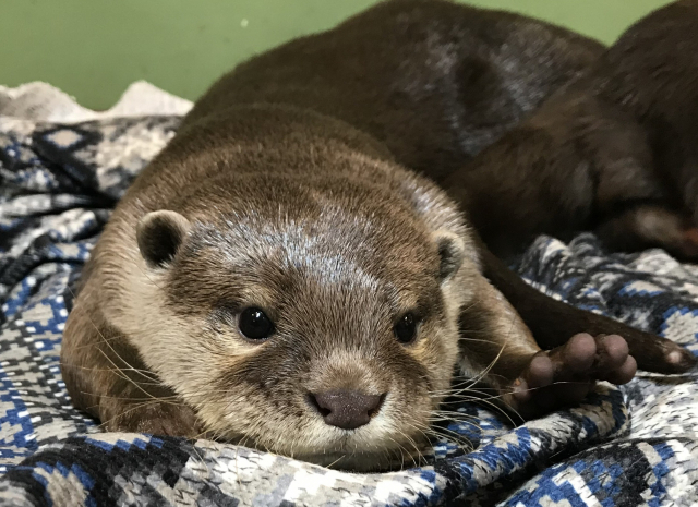 [잡담] 뉴진스 하니는 어떤 동물 닮은거같아? | 인스티즈