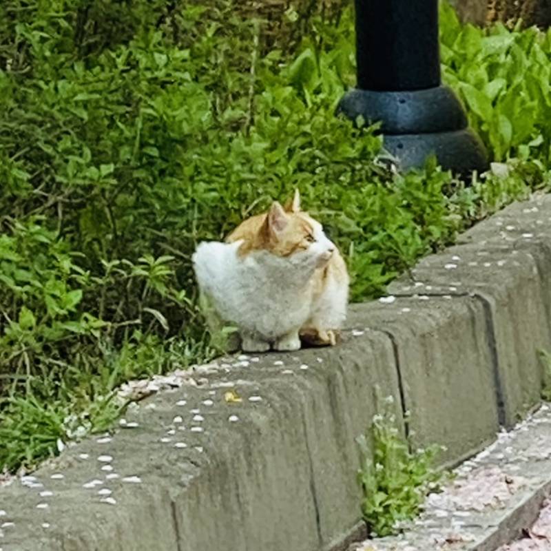 냥이들 사진전(?) (사진많음주의) | 인스티즈