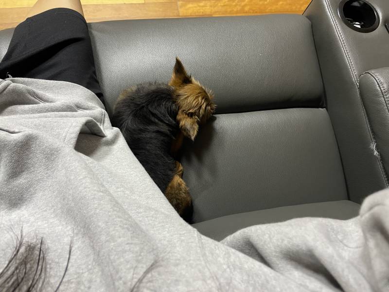 와 강아지 겁나 이기적이다 | 인스티즈