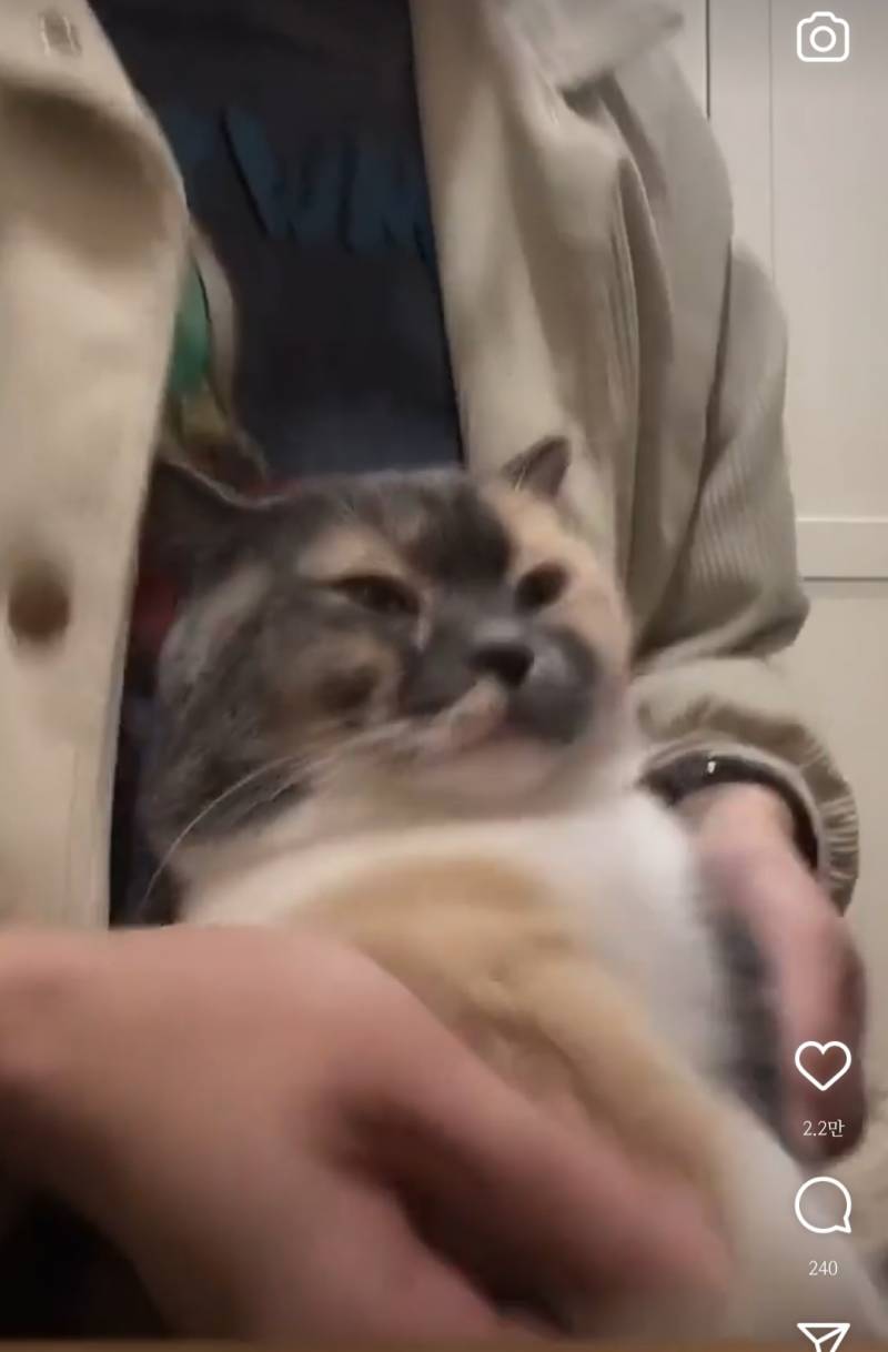 이 고양이 인스타나 이름 아는 사람 제발 | 인스티즈