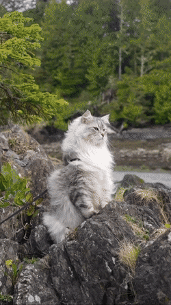 어떻게 고양이 이름이 라인하르트임? | 인스티즈