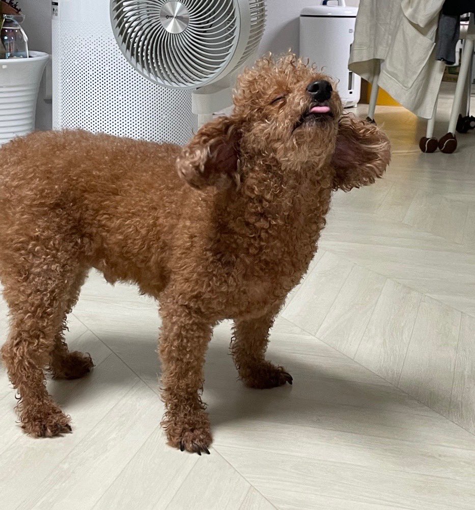 [잡담] 더보이즈 큐네 강아지 가나 짱귀 | 인스티즈