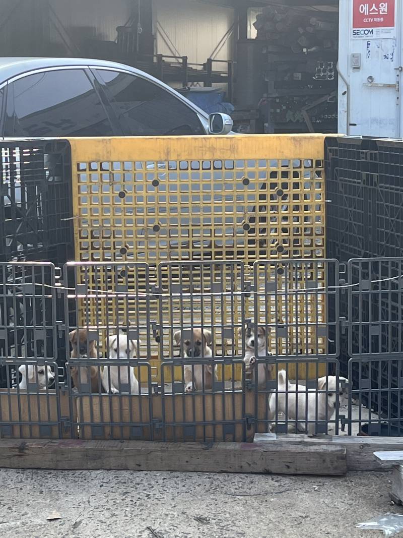 근처 공장 지나가는데 강아지 분양하더라 | 인스티즈