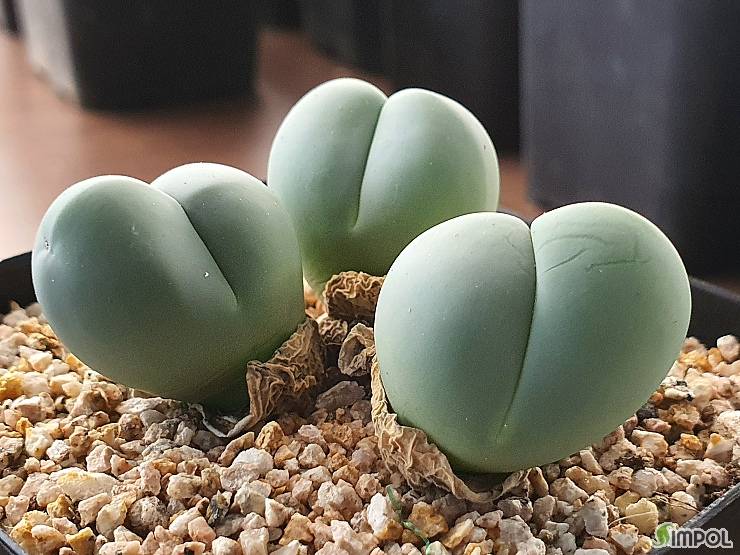 내 온도니는 왜 이런겨 엉덩이 골이 이상함 (그림) | 인스티즈