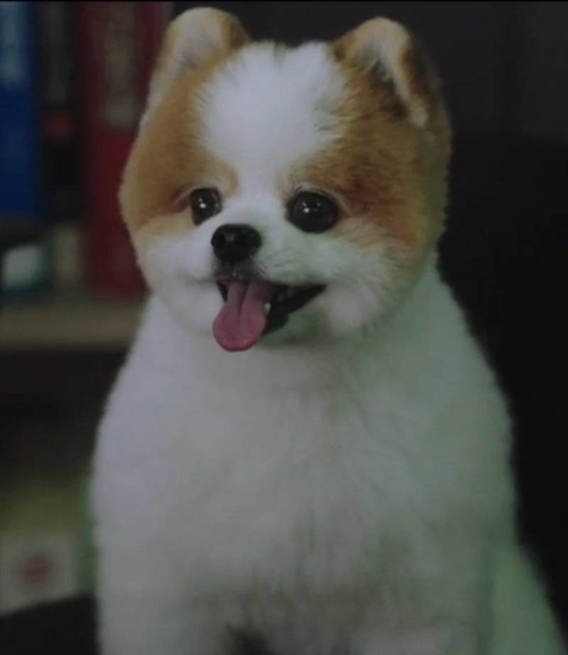 이 강아지 포메야?? | 인스티즈