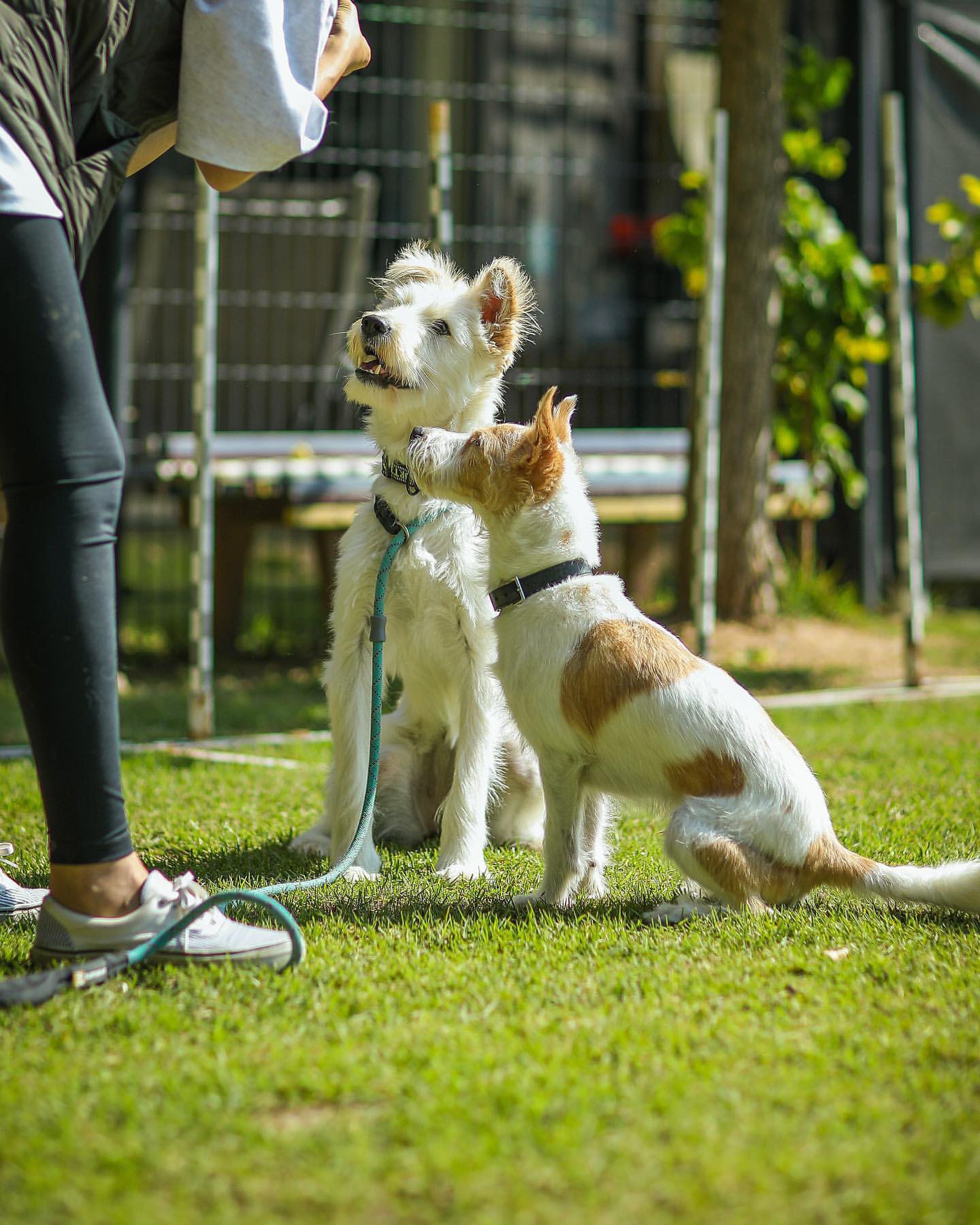[잡담] 로제 김고은이랑 각자 강아지 똑같이 생김ㅋㅋㅋ | 인스티즈