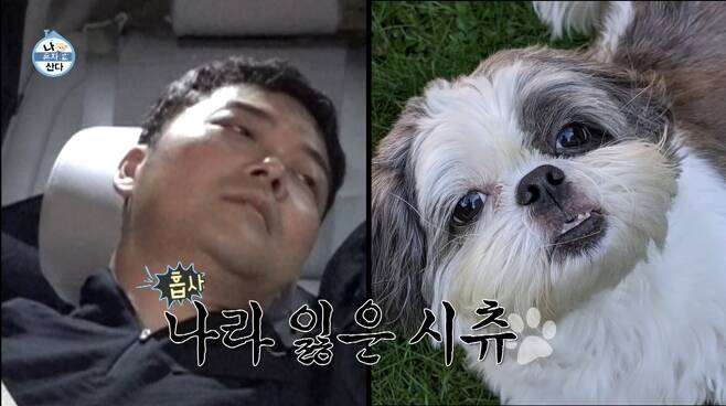 [잡담] 전현무랑 시츄 비교짤(?) 중에 이게 제일 닮은듯ㅋㅋㅋㅋㅋㅋ | 인스티즈