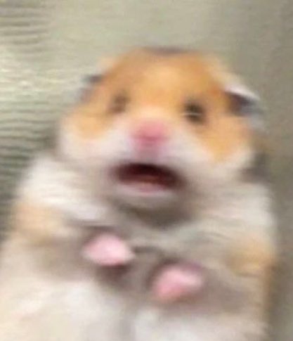 [잡담] 방탄 진 놀란 햄스터🐹짤이랑 똑같다ㅋㅋㅋㅋㅋㅋㅋㅋㅋ | 인스티즈