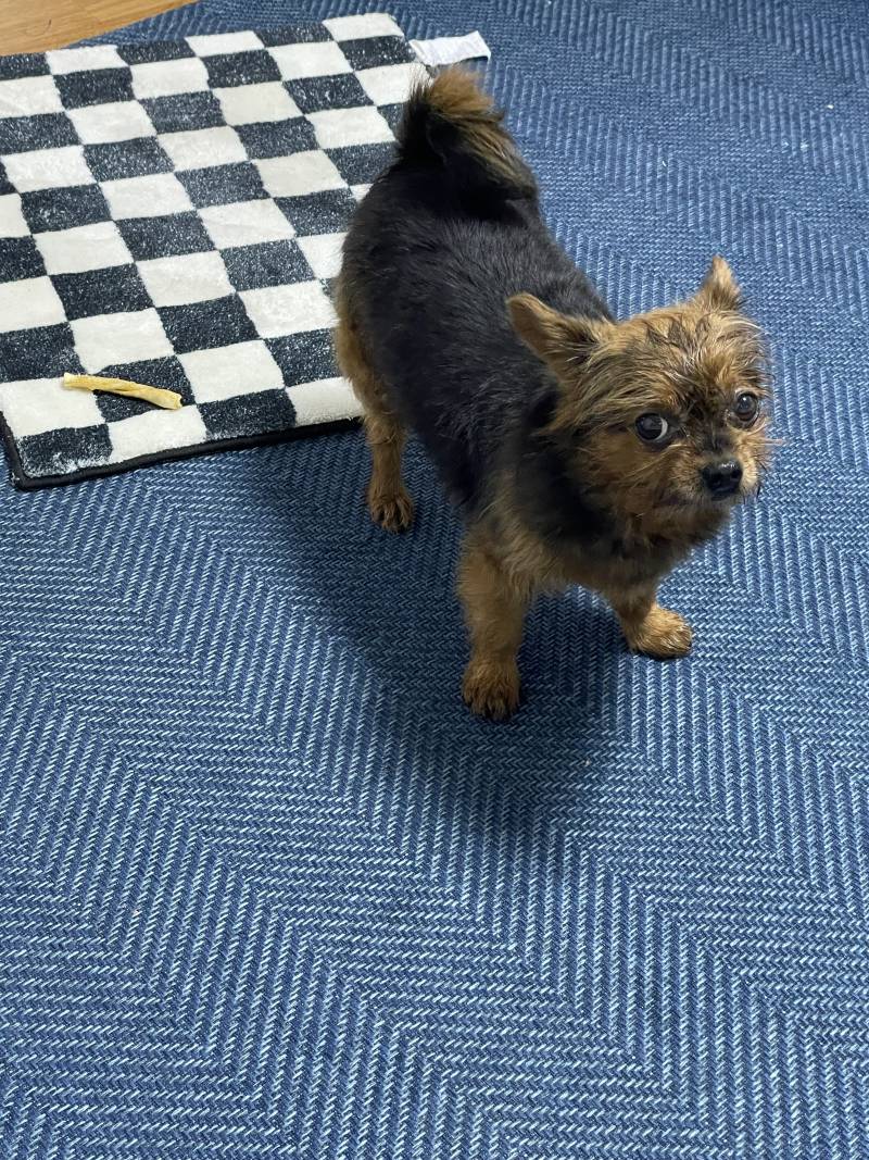 고구마를 원하는 너구리 | 인스티즈