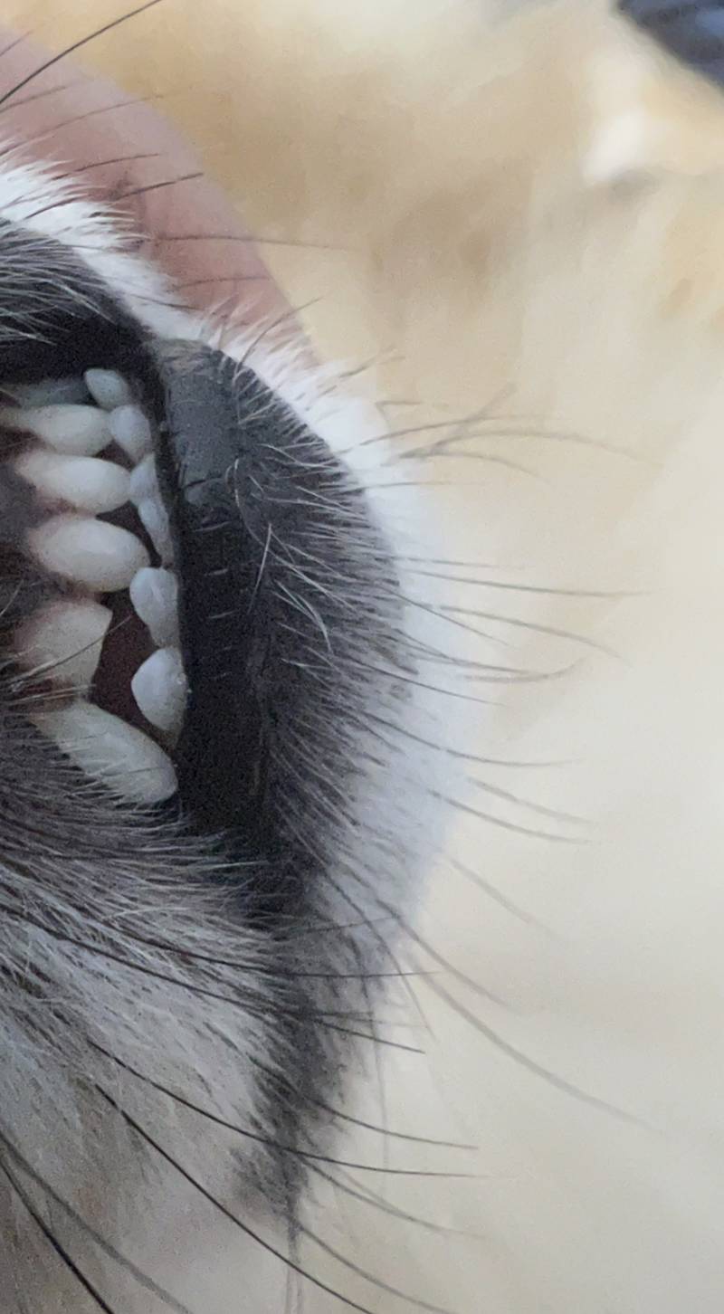 강아지 이빨이 하나 깨져있는데 어떻게 된걸까 | 인스티즈