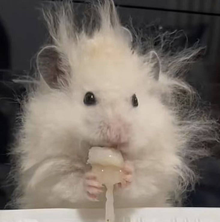 [잡담] 어떻게 사람이 장모 햄스터?? | 인스티즈