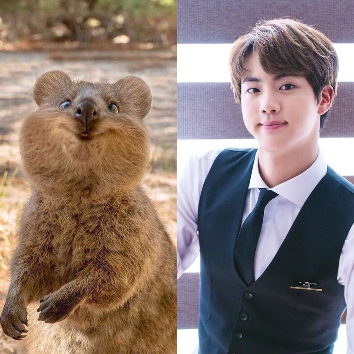 [잡담] 방탄 진 진짜 근본은 쿼카상이다 | 인스티즈
