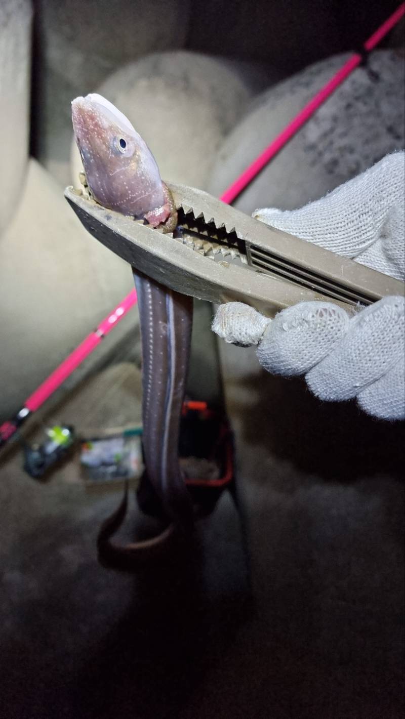 이거 물고기 뭐임? | 인스티즈