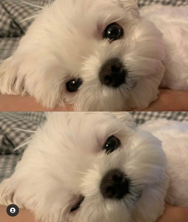 강아지 | 인스티즈